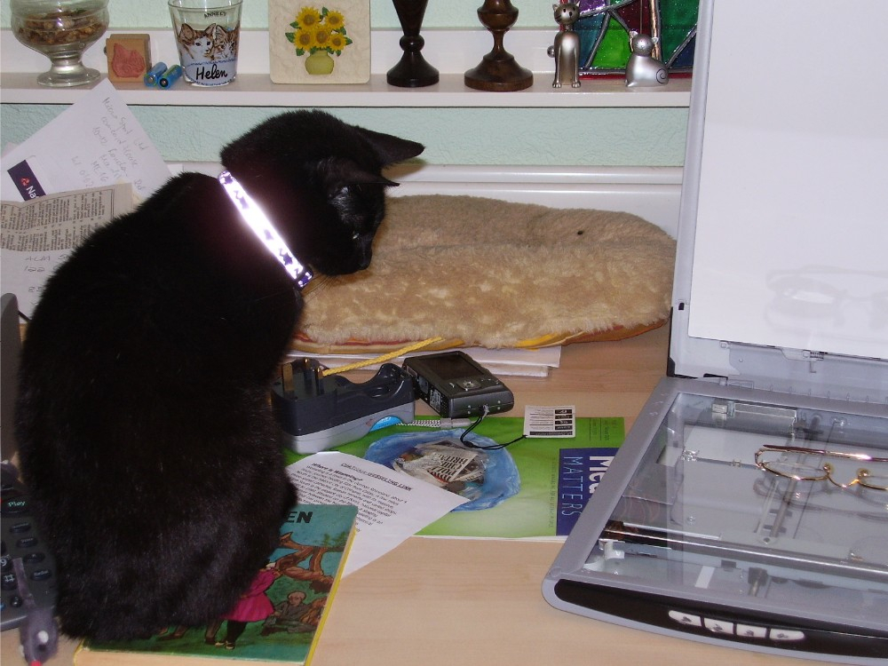 Bubz sitting looking at some glasses  on the bed of my scanner