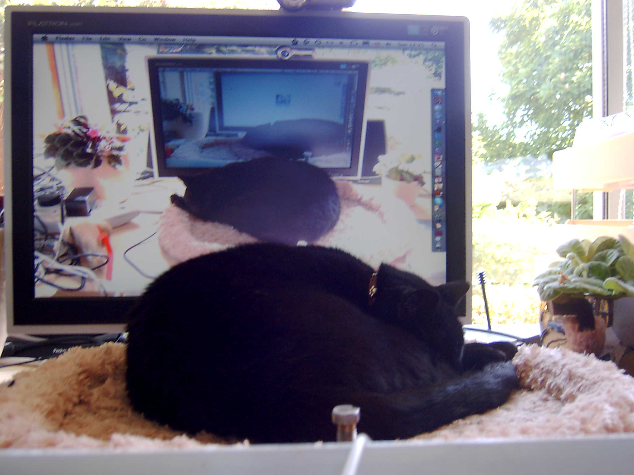Bubz curled up on my desk in front of my monitor