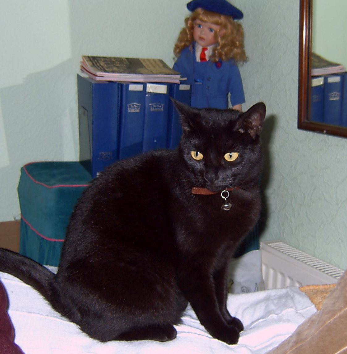 Bubz sitting on the top of my settee